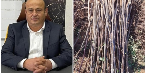 ALAPLI’’DA 30 BİN ADET KESTANE FİDANI ÜCRETSİZ DAĞITILACAK.