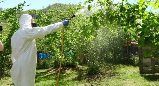 GÜMELİ’DE KAHVERENGİ KOKARCA İLE MÜCADELE BAŞLIYOR