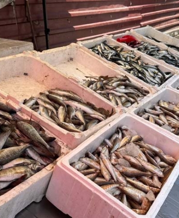 AV SEZONU SONA ERMESİNE RAĞMEN ZONGULDAK'TA TEZGAHLAR ŞENLENDİ