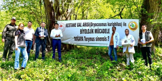 GÜMELİ’DE GAL ARISINA KARŞI BİYOLOJİK MÜCADELE BAŞLATILDI