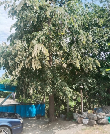 FB_IMG_1750497908567