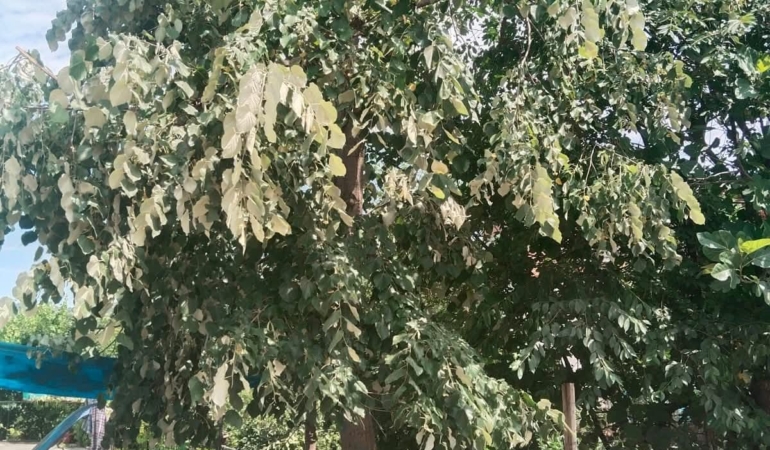 FB_IMG_1750497908567