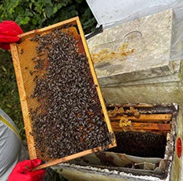 ZONGULDAK'TA ARICILIK SON 15 YILIN EN VERİMLİ DÖNEMİNİ YAŞIYOR ZONGULDAK İL ARI YETİŞTİRİCİLERİ BİRLİĞİ BAŞKANI ABDURRAHMAN CANLI: "KESTANE VE BAHAR BALI REKOLTESİ BU YIL BİN TONA YAKLAŞACAK"