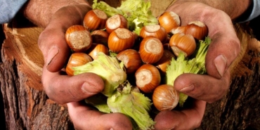 findik-hasadi-nasil-yapilir-b17672fd-cc4d-4e59-b730-4ef2429a12e0