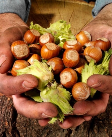 findik-hasadi-nasil-yapilir-b17672fd-cc4d-4e59-b730-4ef2429a12e0