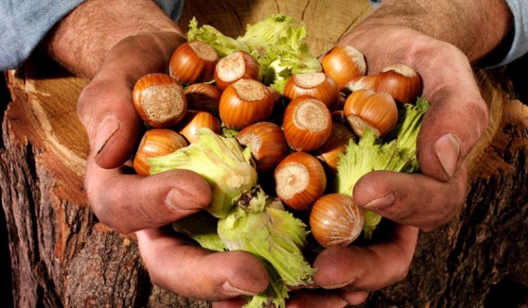 findik-hasadi-nasil-yapilir-b17672fd-cc4d-4e59-b730-4ef2429a12e0