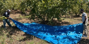 FINDIK HASADI BAŞLADI, TIRPAN ÜCRETLERİ REKOR KIRDI