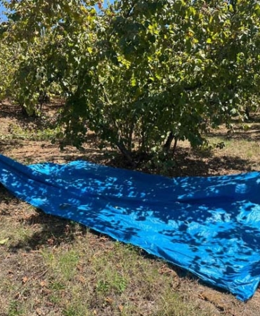 FINDIK HASADI BAŞLADI, TIRPAN ÜCRETLERİ REKOR KIRDI