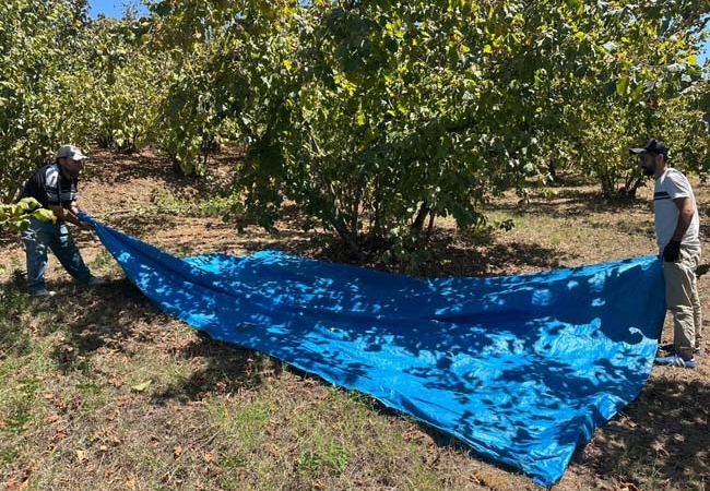 FINDIK HASADI BAŞLADI, TIRPAN ÜCRETLERİ REKOR KIRDI