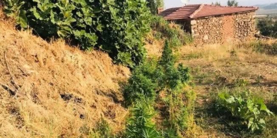 16 KÖK HİNT KENEVİRİ ELE GEÇİRİLDİ.