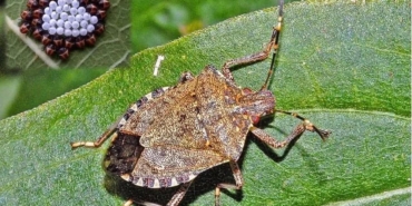 FB_IMG_1759919505273