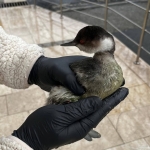 FB_IMG_1772273870173