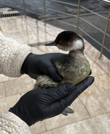 FB_IMG_1772273870173