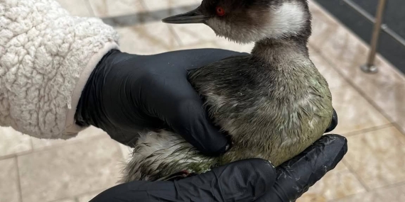 FB_IMG_1772273870173