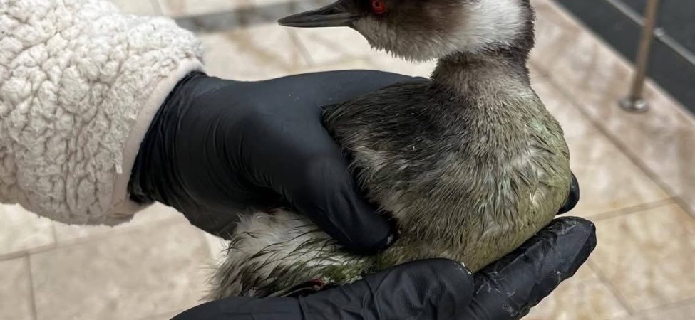 FB_IMG_1772273870173